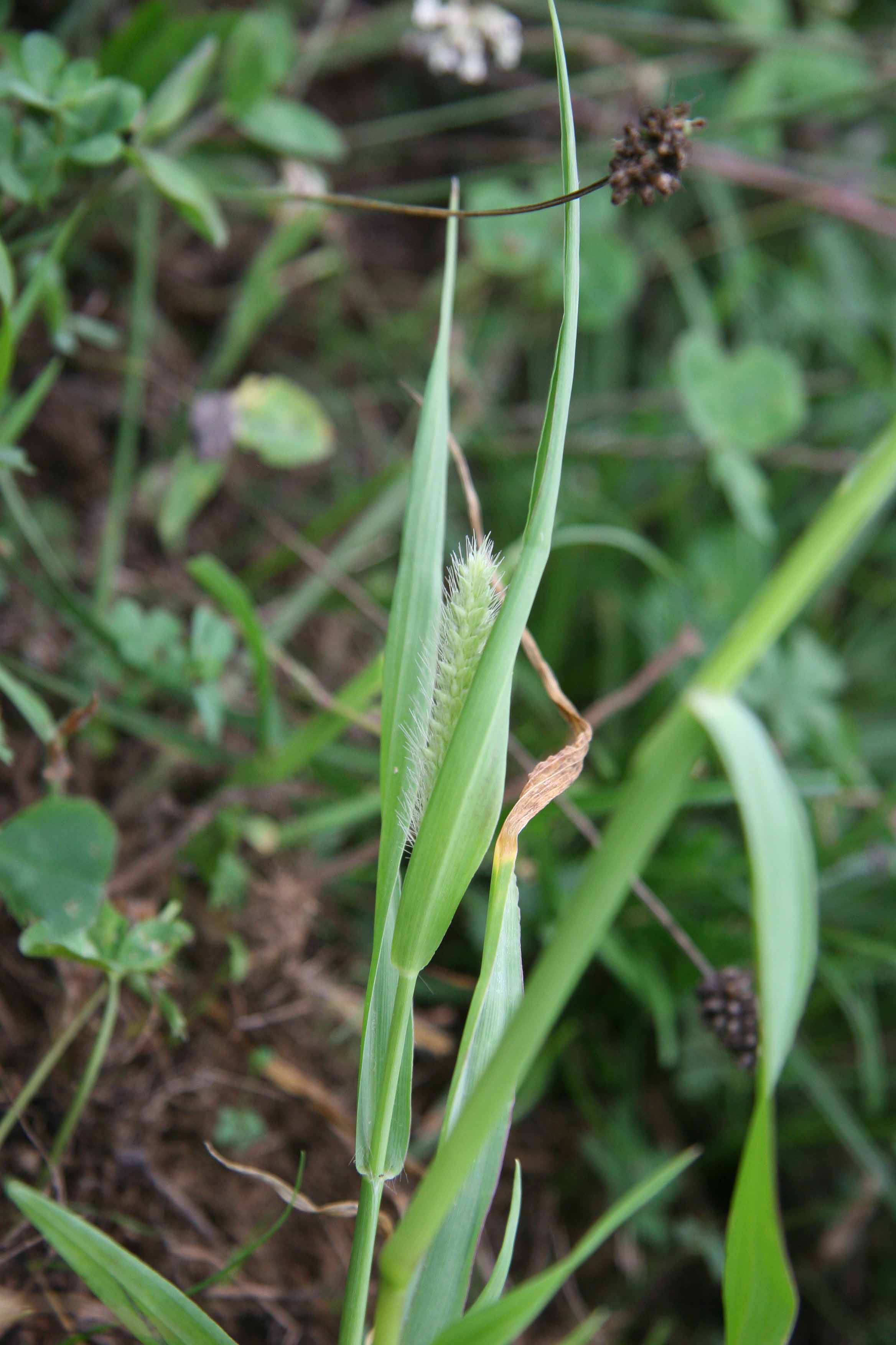setaria ....... sp