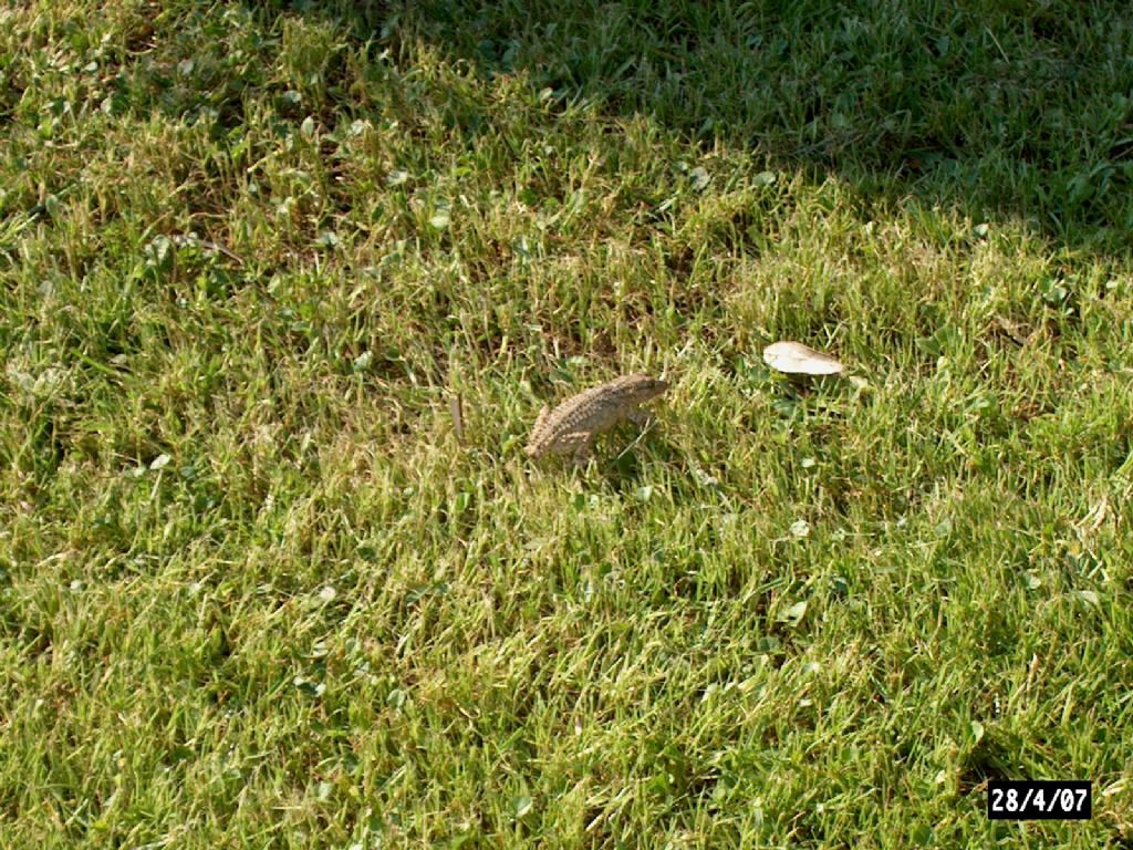 Geco comune / Tarentola mauretanica