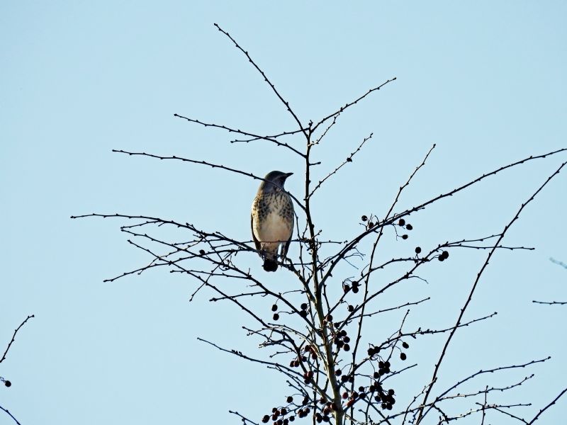 Identificazione uccelli:  Cesene (Turdus pilaris)