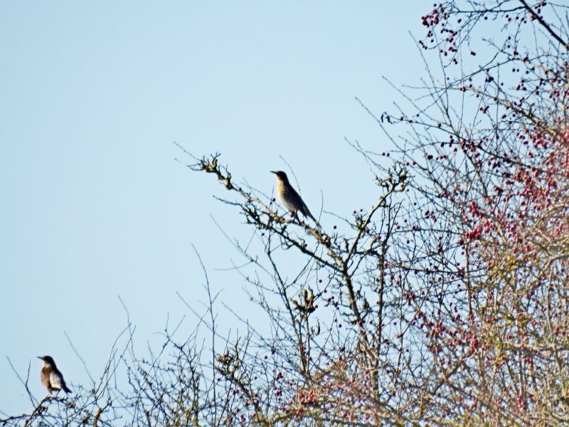 Identificazione uccelli:  Cesene (Turdus pilaris)