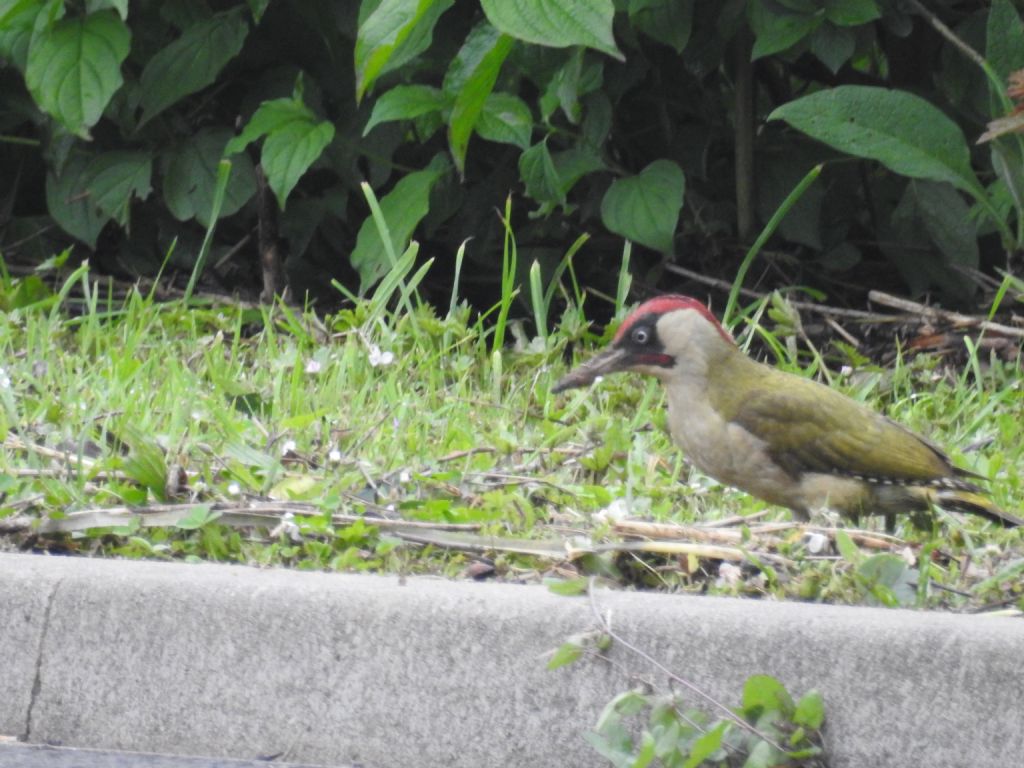 Picus viridis?