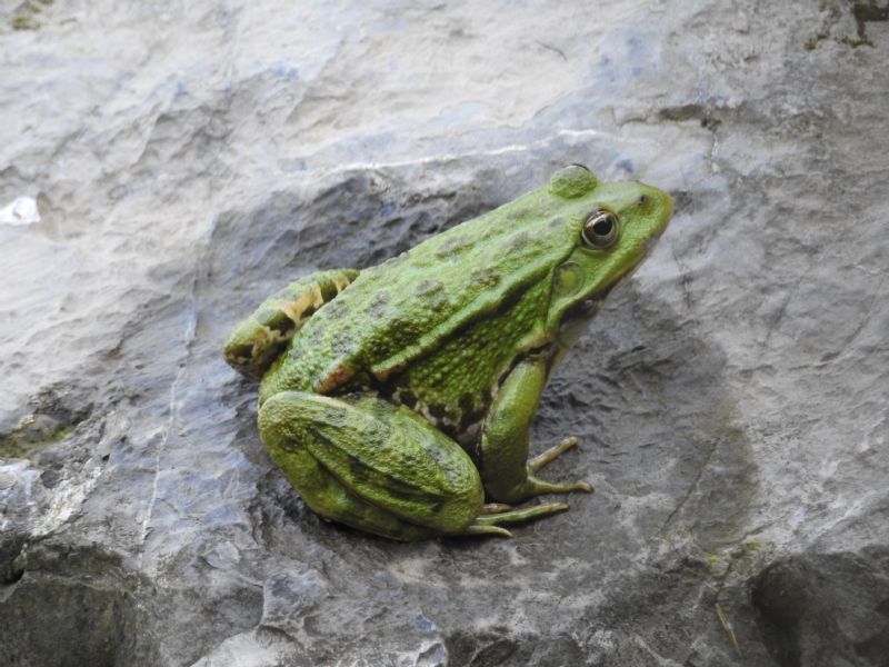 ID rane (dipartimento Gard) - Pelophylax sp.