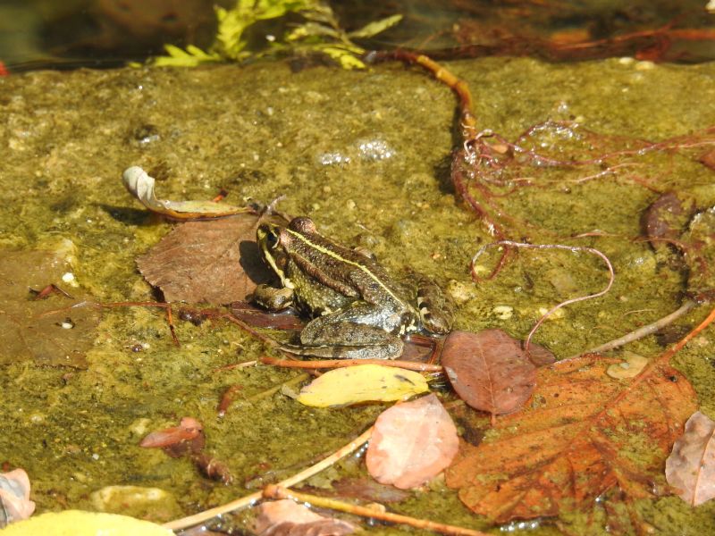 ID rane (dipartimento Gard) - Pelophylax sp.