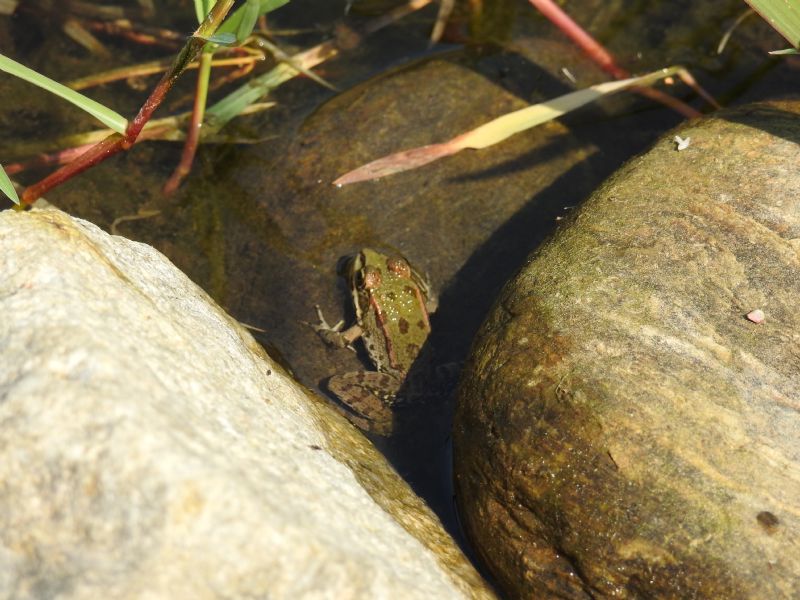 ID rane (dipartimento Gard) - Pelophylax sp.