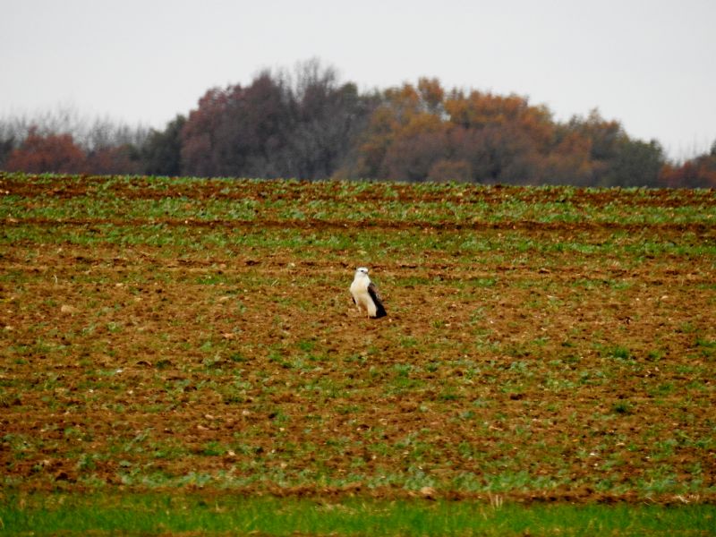 Buteo buteo bianco