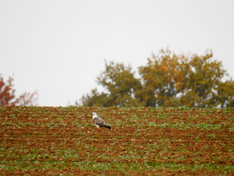 Buteo buteo bianco