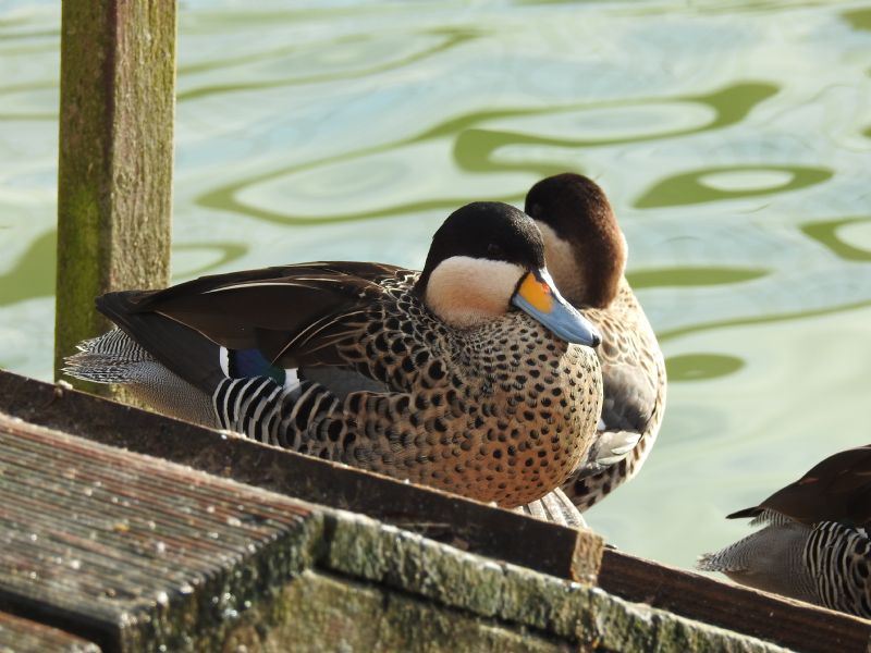 ID anatre: ibrido di Germano reale e Anas versicolor (specie sudamericana)