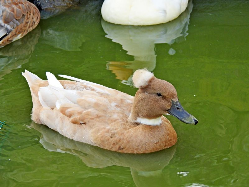 ID anatre: ibrido di Germano reale e Anas versicolor (specie sudamericana)