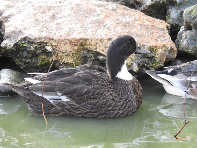 ID anatre: ibrido di Germano reale e Anas versicolor (specie sudamericana)