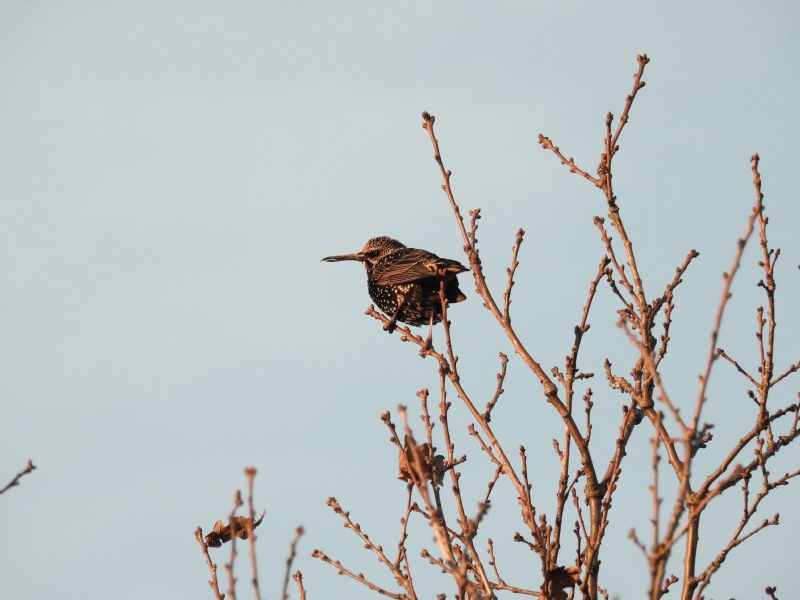 Storno comune (Sturnus vulgaris)