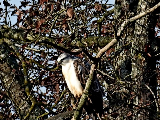 Buteo buteo bianco