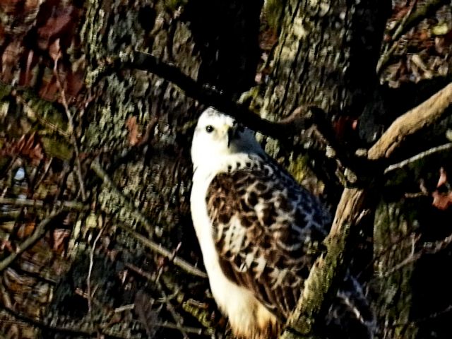 Buteo buteo bianco