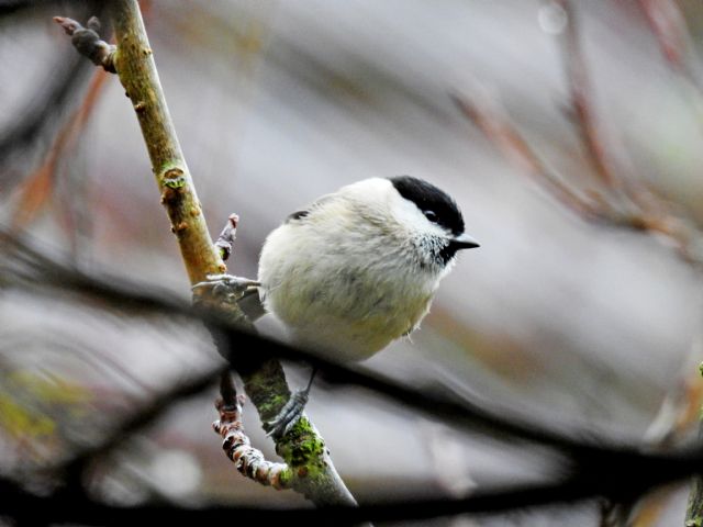 Cincia bigia (Poecile palustris)