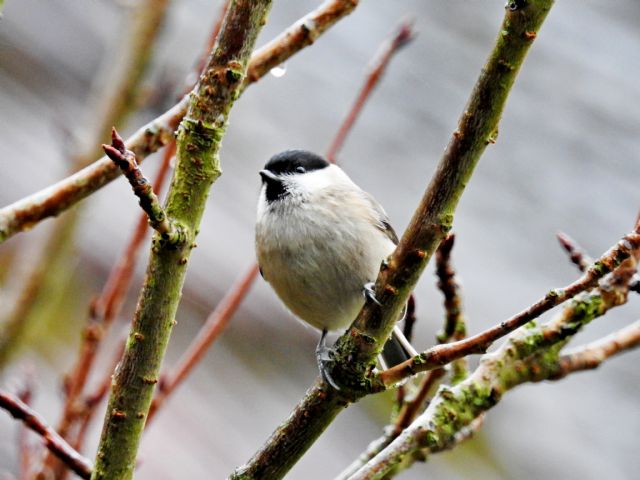 Cincia bigia (Poecile palustris)