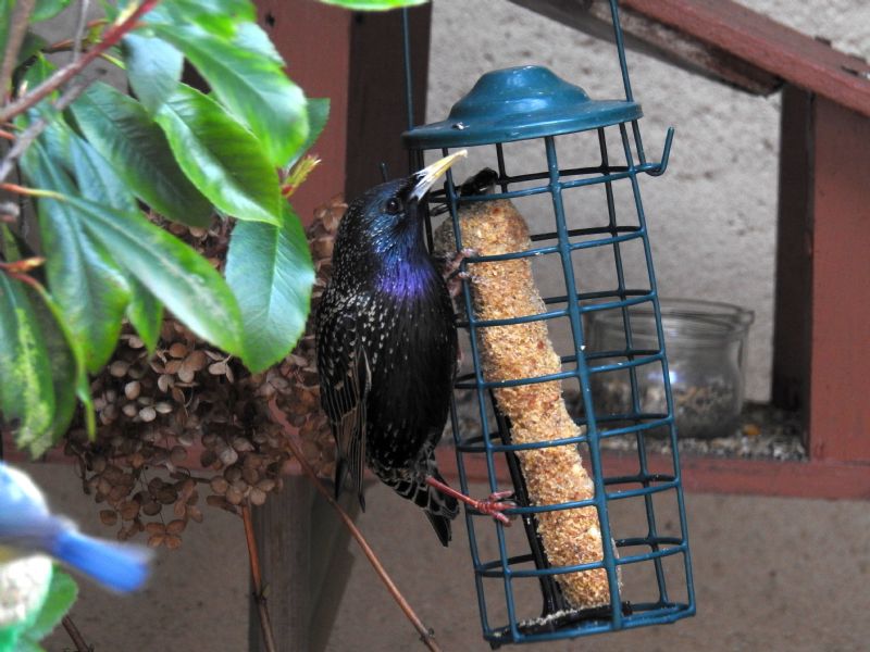 Storno (Sturnus vulgaris)