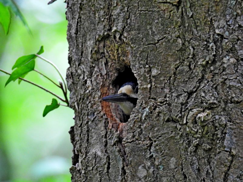 Picchio rosso maggiore (Dendrocopos major)