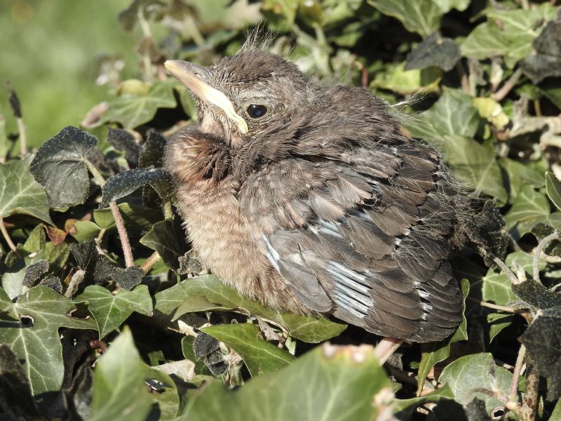 Trovato uccellino: giovanissimo Merlo (Turdus merula)