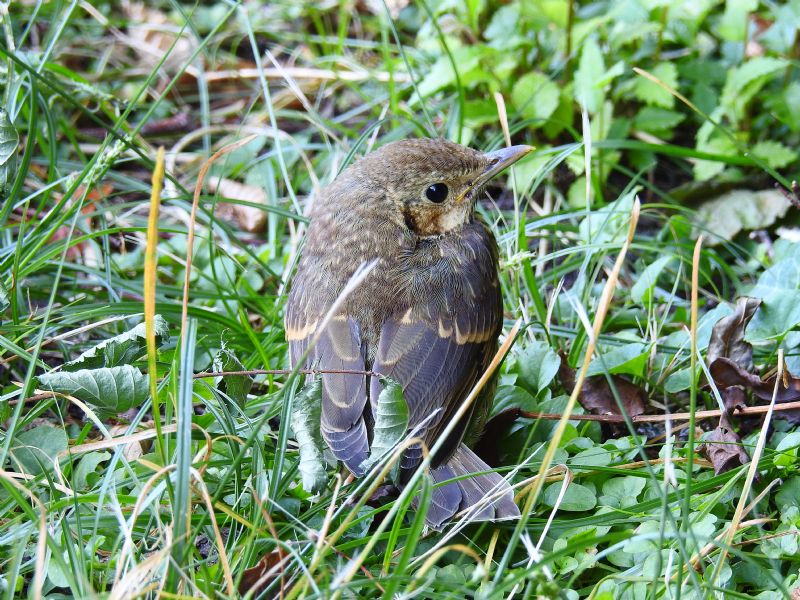 Trovato uccellino: giovanissimo Merlo (Turdus merula)