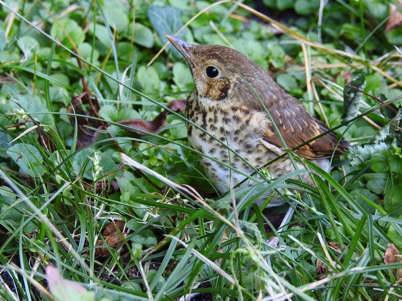 Trovato uccellino: giovanissimo Merlo (Turdus merula)