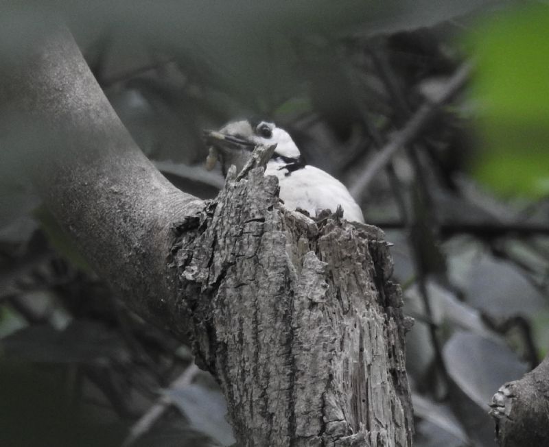 Picchio rosso maggiore (Dendrocopos major)