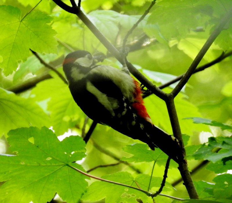 Picchio rosso maggiore (Dendrocopos major)
