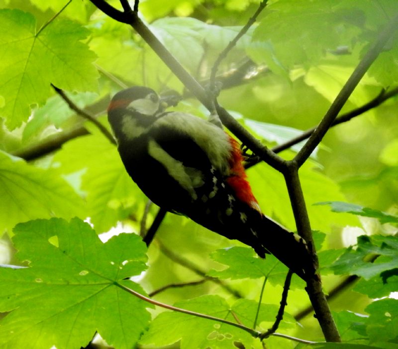 Picchio rosso maggiore (Dendrocopos major)