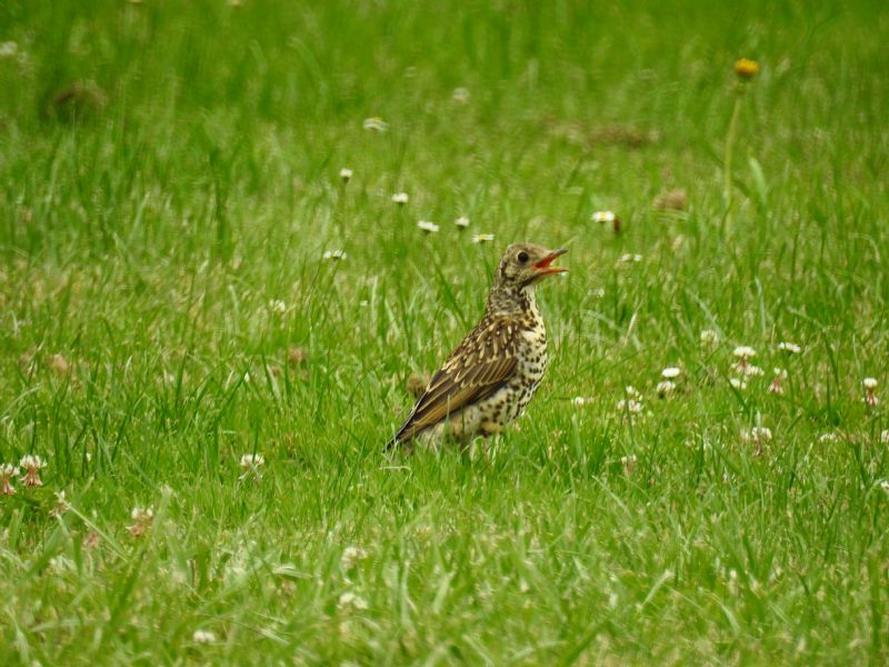 Tordo ...quale ?   Tordela (Turdus viscivorus)