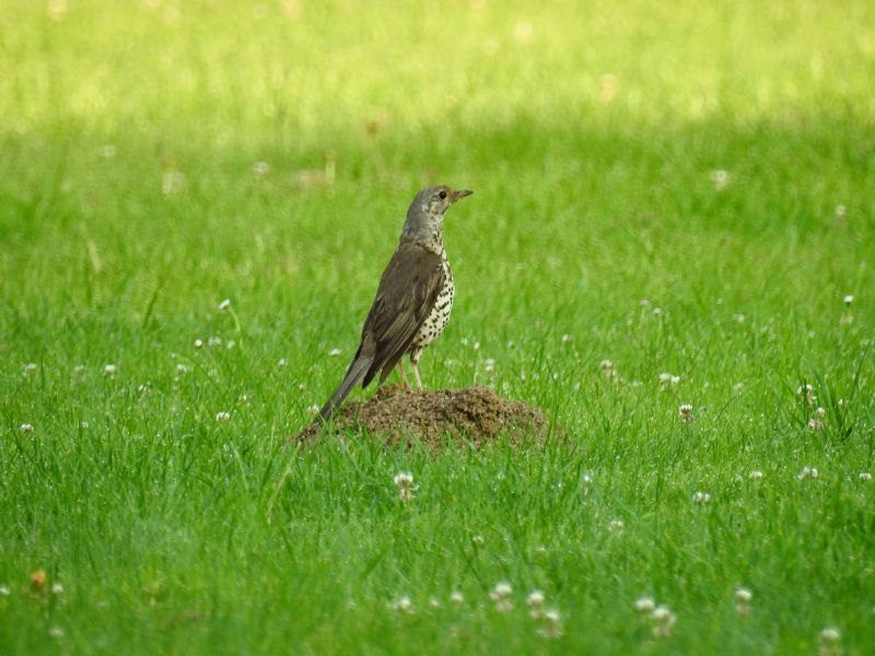 Tordo ...quale ?   Tordela (Turdus viscivorus)