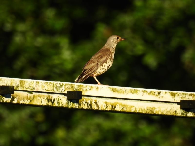 Tordo ...quale ?   Tordela (Turdus viscivorus)