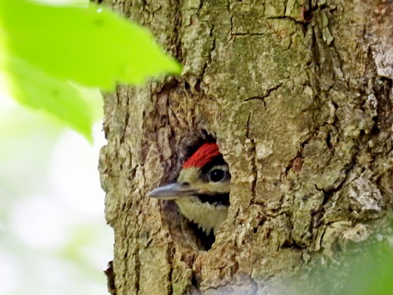 Picchio rosso maggiore (Dendrocopos major)