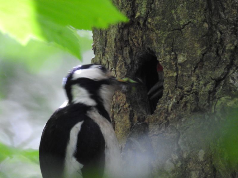 Picchio rosso maggiore (Dendrocopos major)