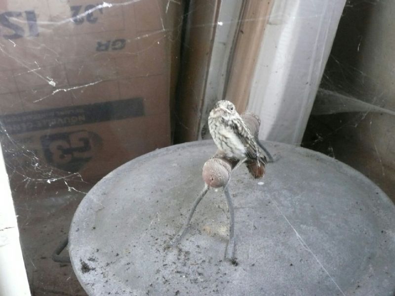 Identificazione uccellino : giovanissimo Pigliamosche (Muscicapa striata)