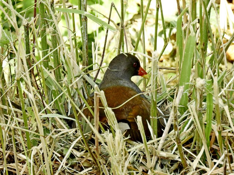 Gallinella d''acqua (Gallinula chloropus)