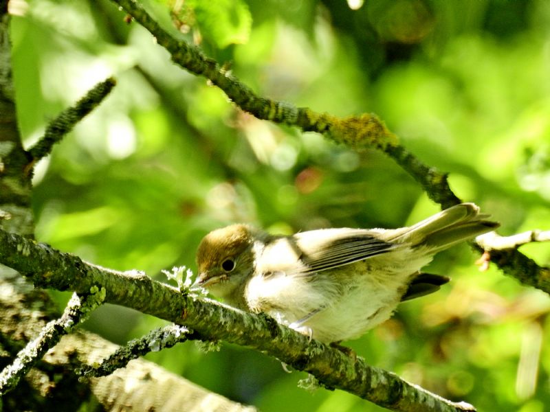 Capinera (Sylvia atricapilla)