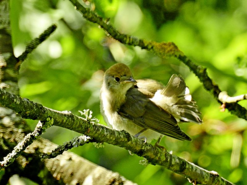 Capinera (Sylvia atricapilla)