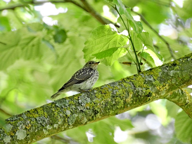 Pigliamosche comune (Muscicapa striata)