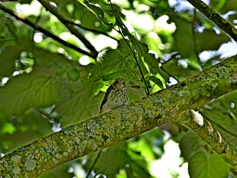 Pigliamosche comune (Muscicapa striata)