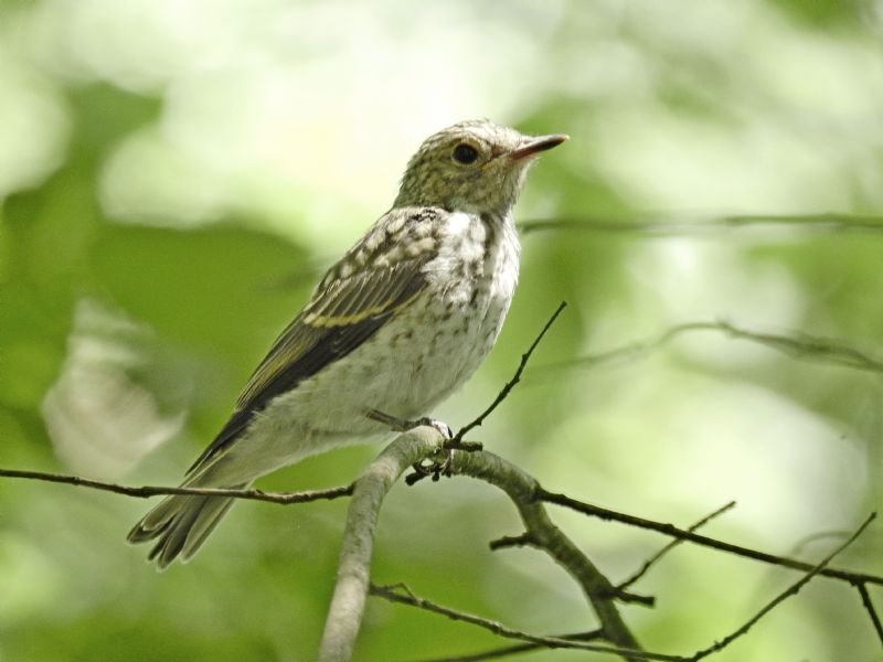 Pigliamosche comune (Muscicapa striata)