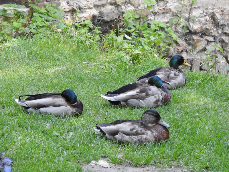 Germani reali (Anas platyrhynchos) maschi e femmine nel periodo di muta