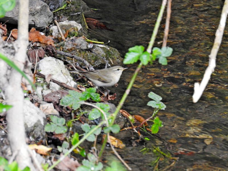 ID uccellino: Lu bianco (Phylloscopus bonelli)