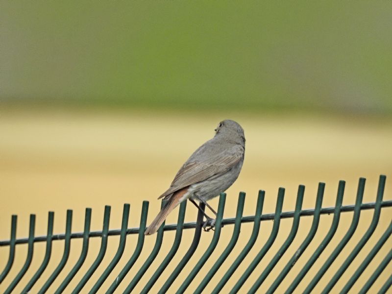 Piccolo passeriforme da identificare [Codirosso spazzacamino