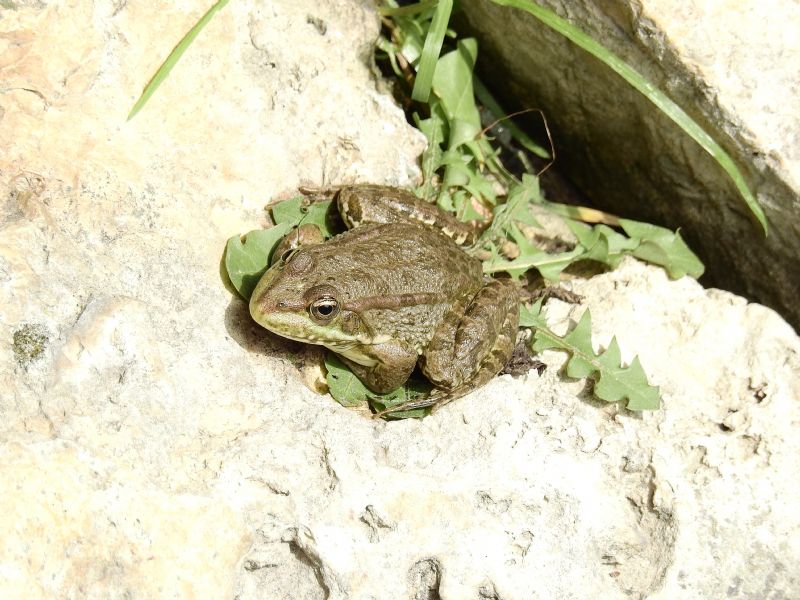 ID rane - Pelophylax sp. (dipartimento Eure-et-Loir)