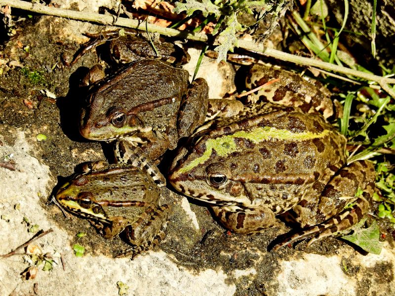 ID rane - Pelophylax sp. (dipartimento Eure-et-Loir)