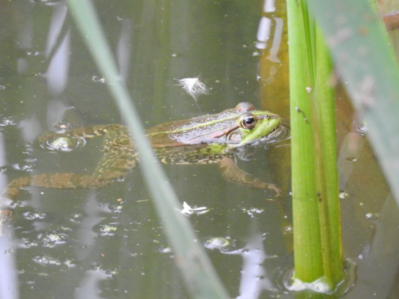 ID rane - Pelophylax sp. (dipartimento Eure-et-Loir)