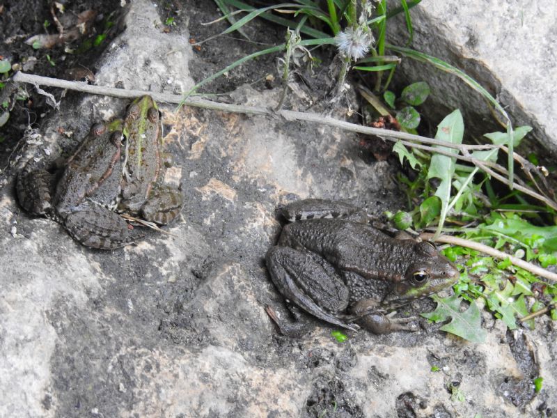 ID rane - Pelophylax sp. (dipartimento Eure-et-Loir)