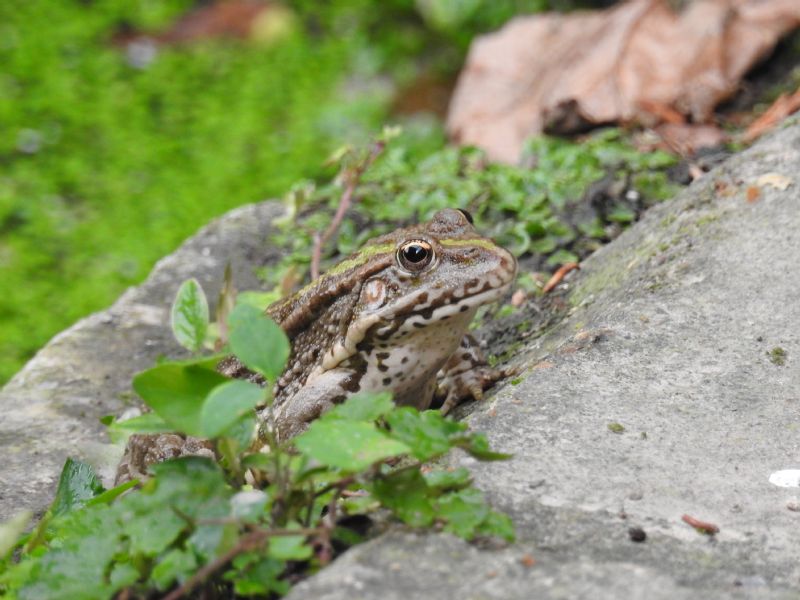 ID rane - Pelophylax sp. (dipartimento Eure-et-Loir)