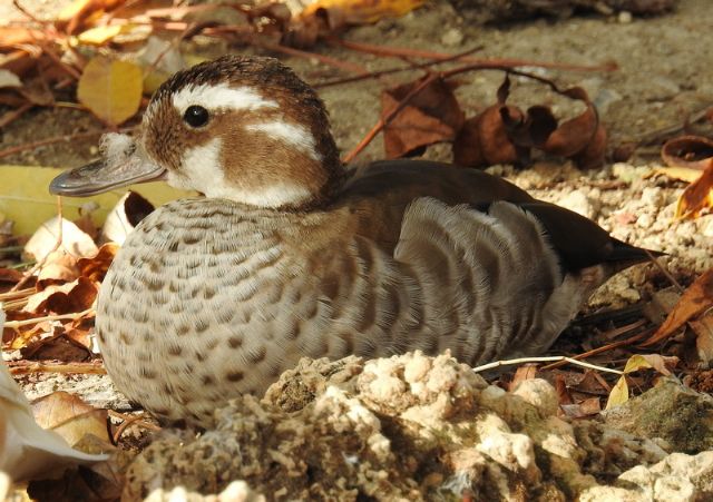 Alzavola anellata/ Callonetta leucophrys