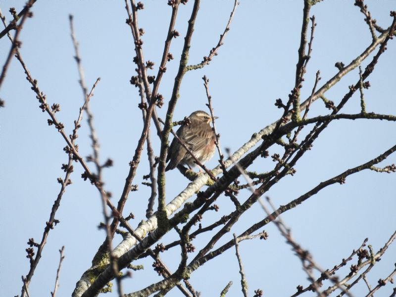 Tordo sassello (Turdus iliacus)