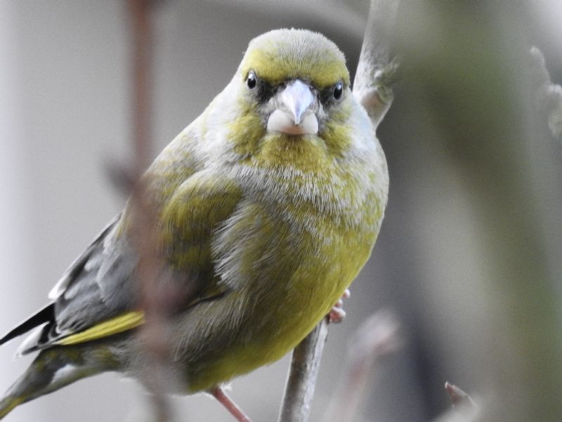 Verdone (Chloris chloris)