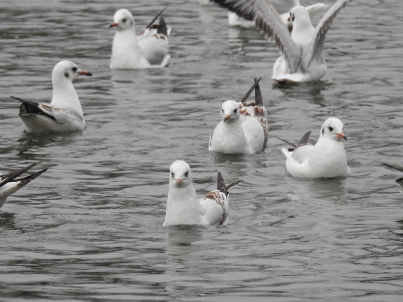 Gabbiano comune / Chroicocephalus (ex Larus) ridibundus